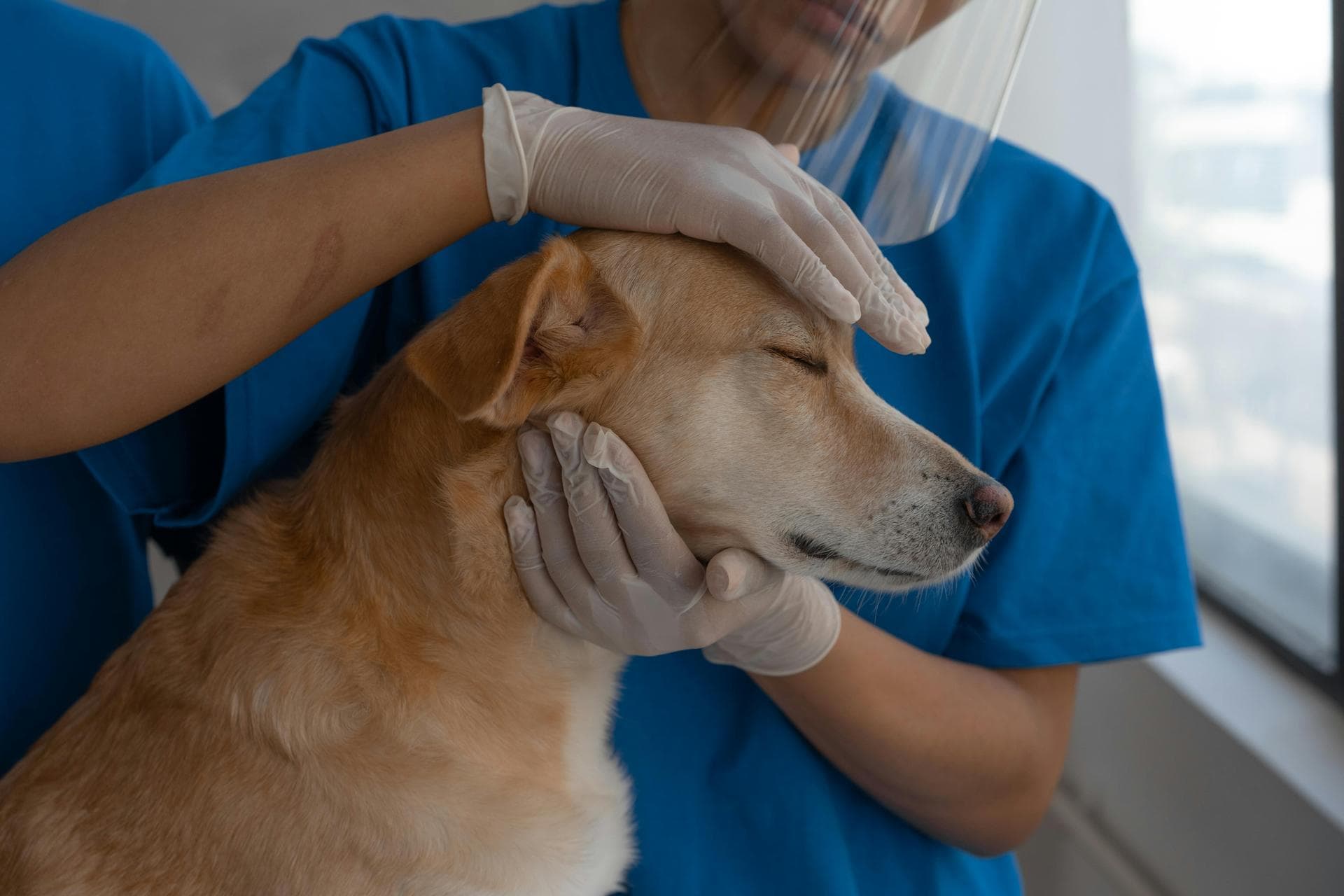 Emergency vets in Boston