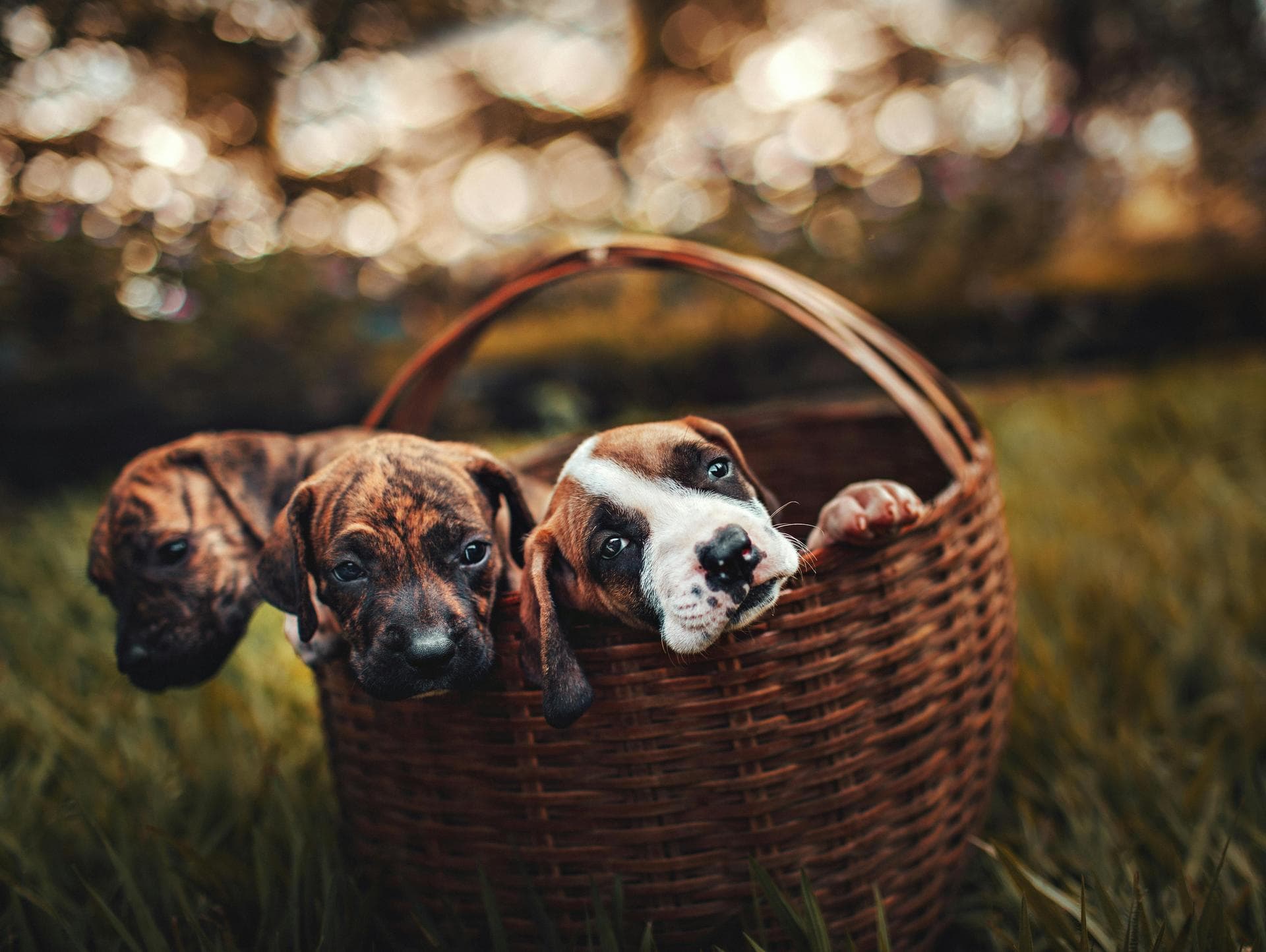 Dog & Cat Vets in Boston
