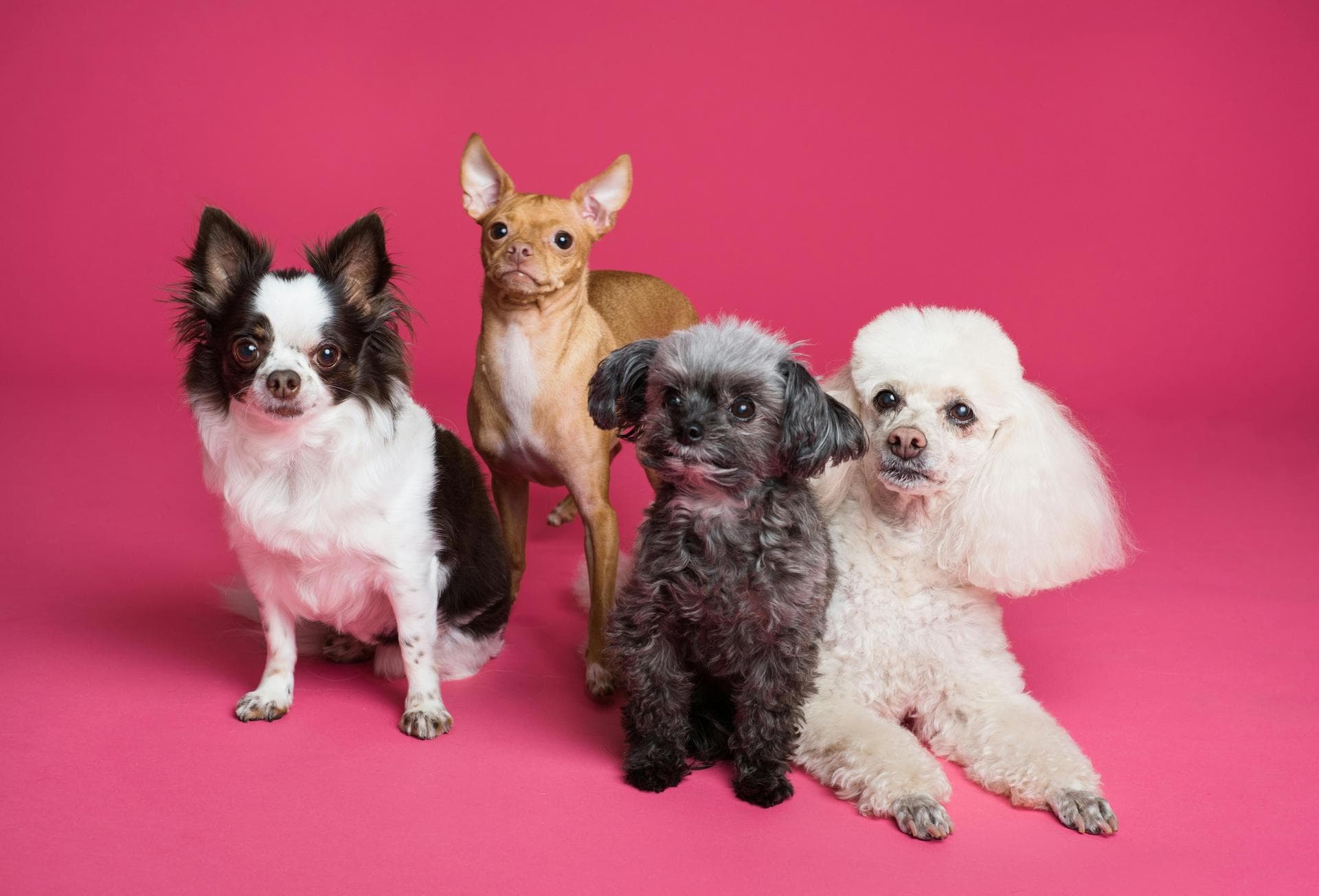 Dog & Cat Vets in Boston
